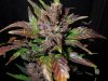 Mossys seeds 049.jpg
