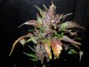 Mossys seeds 045.jpg