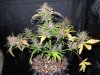 Mossys seeds 041.jpg