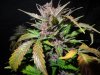 Mossys seeds 036.jpg