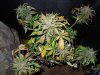 Mossys seeds 040.jpg