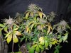 Mossys seeds 039.jpg