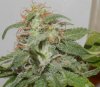 prettybud2.jpg
