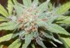 prettybud.jpg