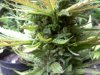 20120824185913.jpg