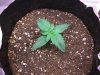 60 DAY LEMON_11-19-12 @ 11 DAYS.jpg