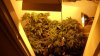 grow 014.jpg