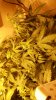 grow 013.jpg