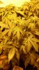 grow 011.jpg