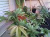 DSC00066.jpg