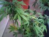 DSC00085.jpg