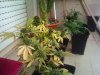DSC00096.jpg
