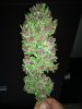 DSC00119.jpg