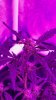 194635_cash-crop-auto-dwc-ledcustomcash-crop.jpg