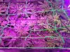 scrog1.jpg