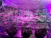 scrog2.jpg