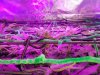 scrog3.jpg