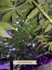 under canopy.jpg
