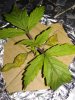 shitleaf.jpg shitleaf.jpg