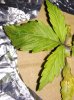 shitleaf2.jpg shitleaf2.jpg