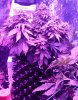22bushy.jpg