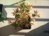 DSC00136.jpg