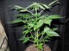 Mossys seeds 001.jpg