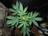 Mossys seeds 002.jpg