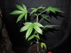 Mossys seeds 005.jpg