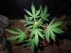 Mossys seeds 006.jpg