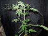 Mossys seeds 007.jpg