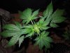 Mossys seeds 008.jpg