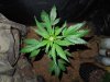 Mossys seeds 012.jpg