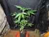 Mossys seeds 015.jpg