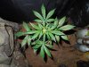 Mossys seeds 016.jpg