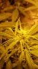 day 40 autos 009.jpg day 40 autos 009.jpg