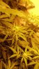 day 40 autos 007.jpg day 40 autos 007.jpg