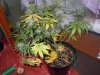 lst (1).jpg