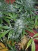 lst (4).jpg