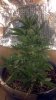 2012-12-08_18-40-37_50.jpg
