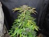 Mossys seeds 012.jpg