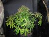 Mossys seeds 003.jpg