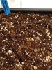 Forgotten Cookies Day 1 2-8-18.jpg