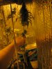 little thai 116.JPG