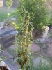 little thai 043.JPG