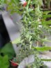 little thai 061.JPG