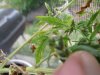little thai 063.JPG