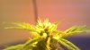 2012-12-11_16-52-21_182.jpg 2012-12-11_16-52-21_182.jpg
