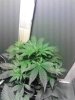 IMG_20121122_094245.jpg
