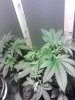 IMG_20121122_094301.jpg